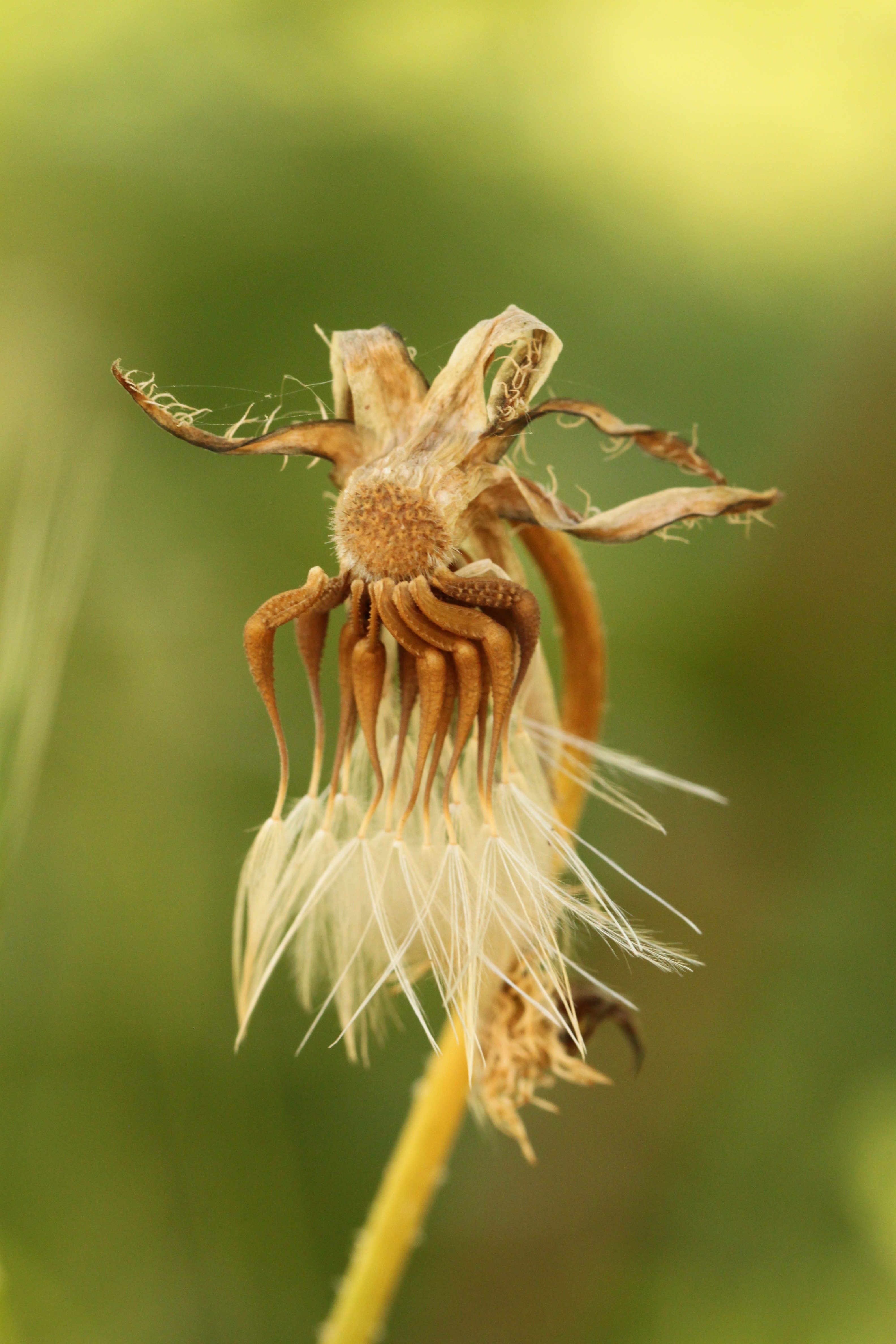 selective photography of dry flower