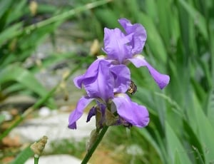 Iris, Iris Flowers, Flower, Garden, flower, purple thumbnail