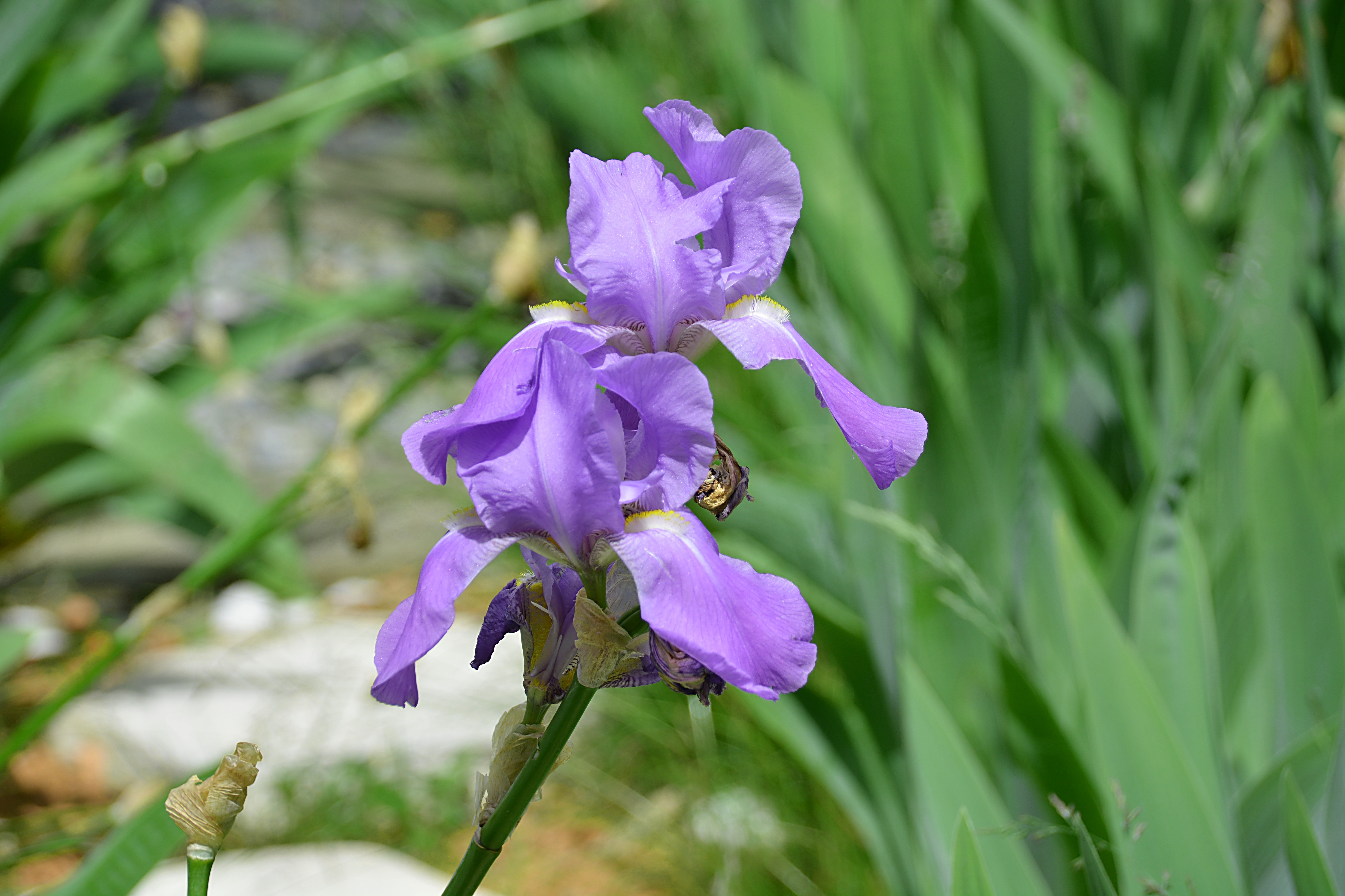 Iris, Iris Flowers, Flower, Garden, flower, purple