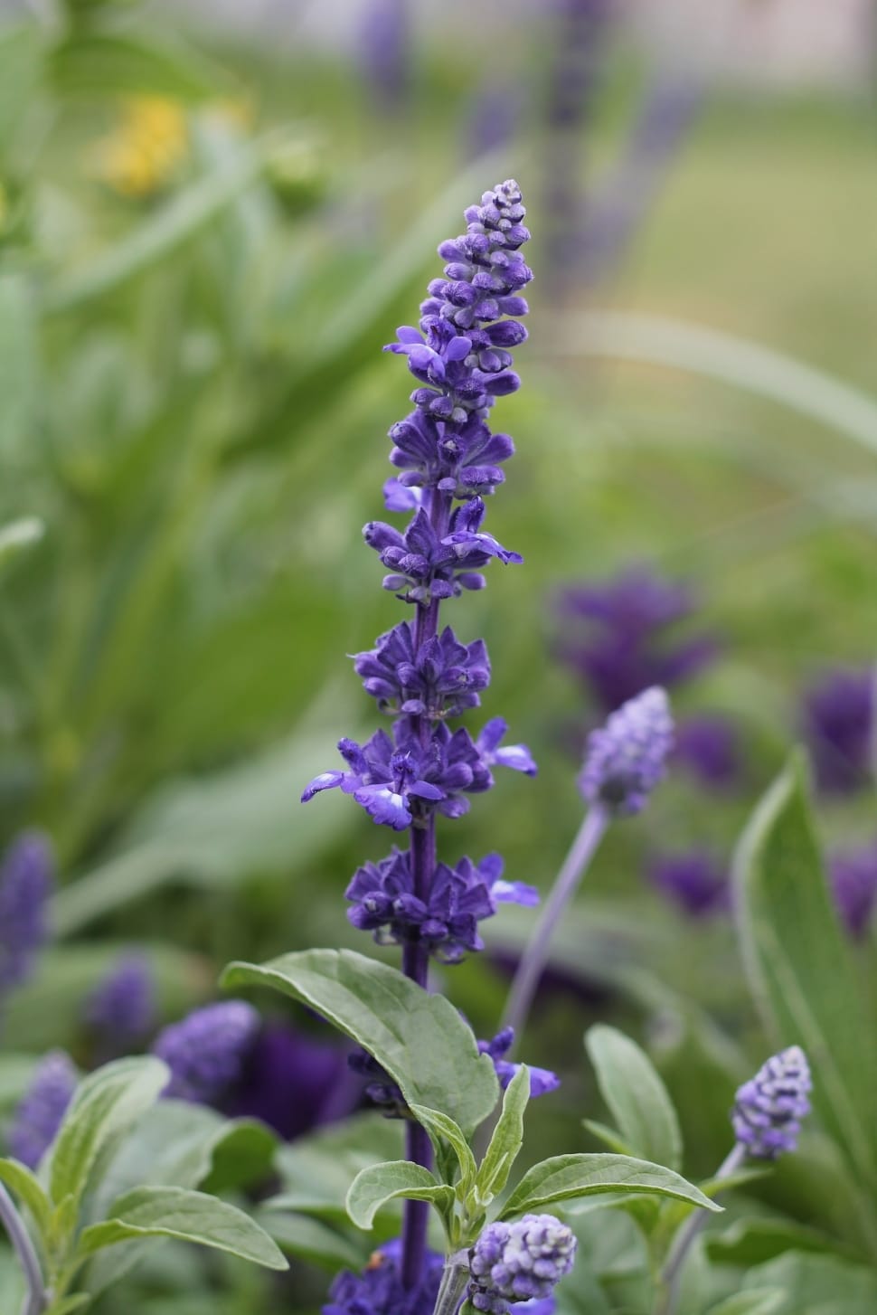 Purple, Nature, Flower, Purple Flowers, purple, growth preview