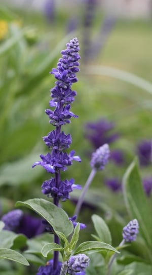 Purple, Nature, Flower, Purple Flowers, purple, growth thumbnail