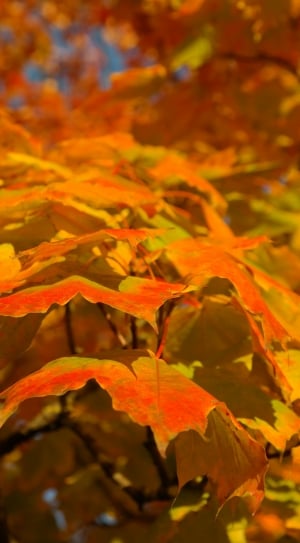 Fall Color, Branch, Leaves, Autumn, outdoors, nature thumbnail