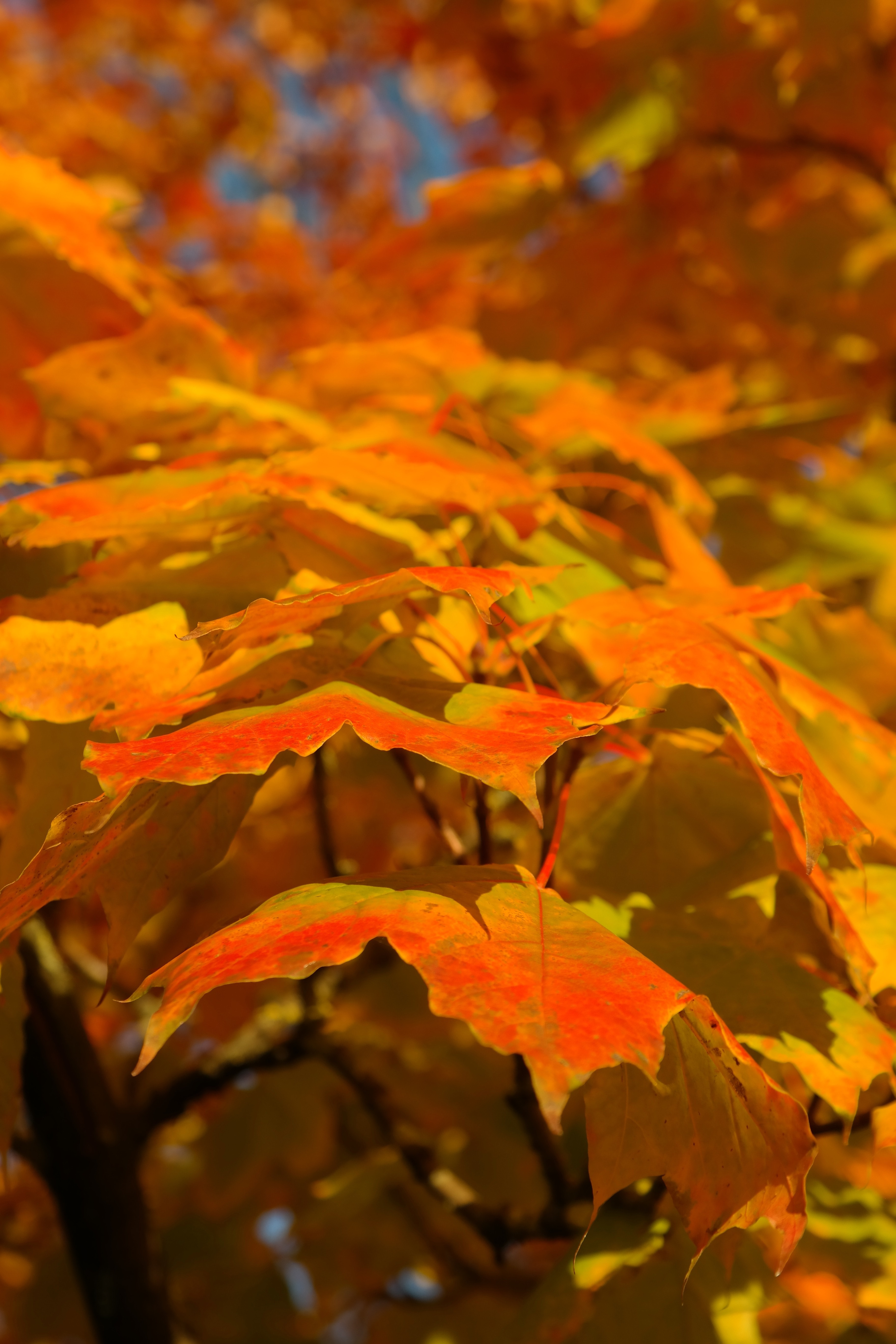 Fall Color, Branch, Leaves, Autumn, outdoors, nature