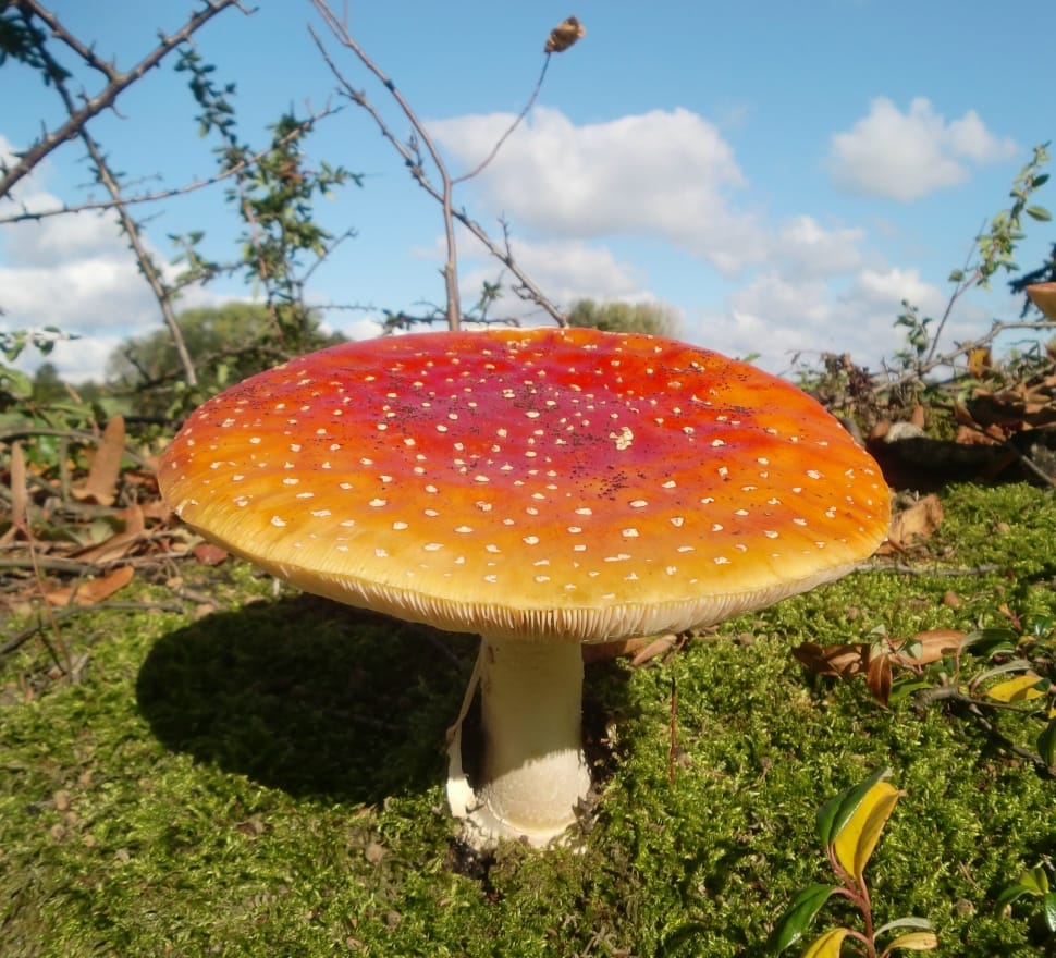 Autumn, Fly Agaric, Mushroom, Red, mushroom, fungus preview