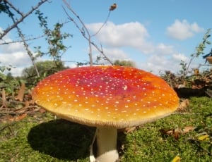 Autumn, Fly Agaric, Mushroom, Red, mushroom, fungus thumbnail