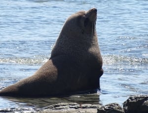 black seal thumbnail