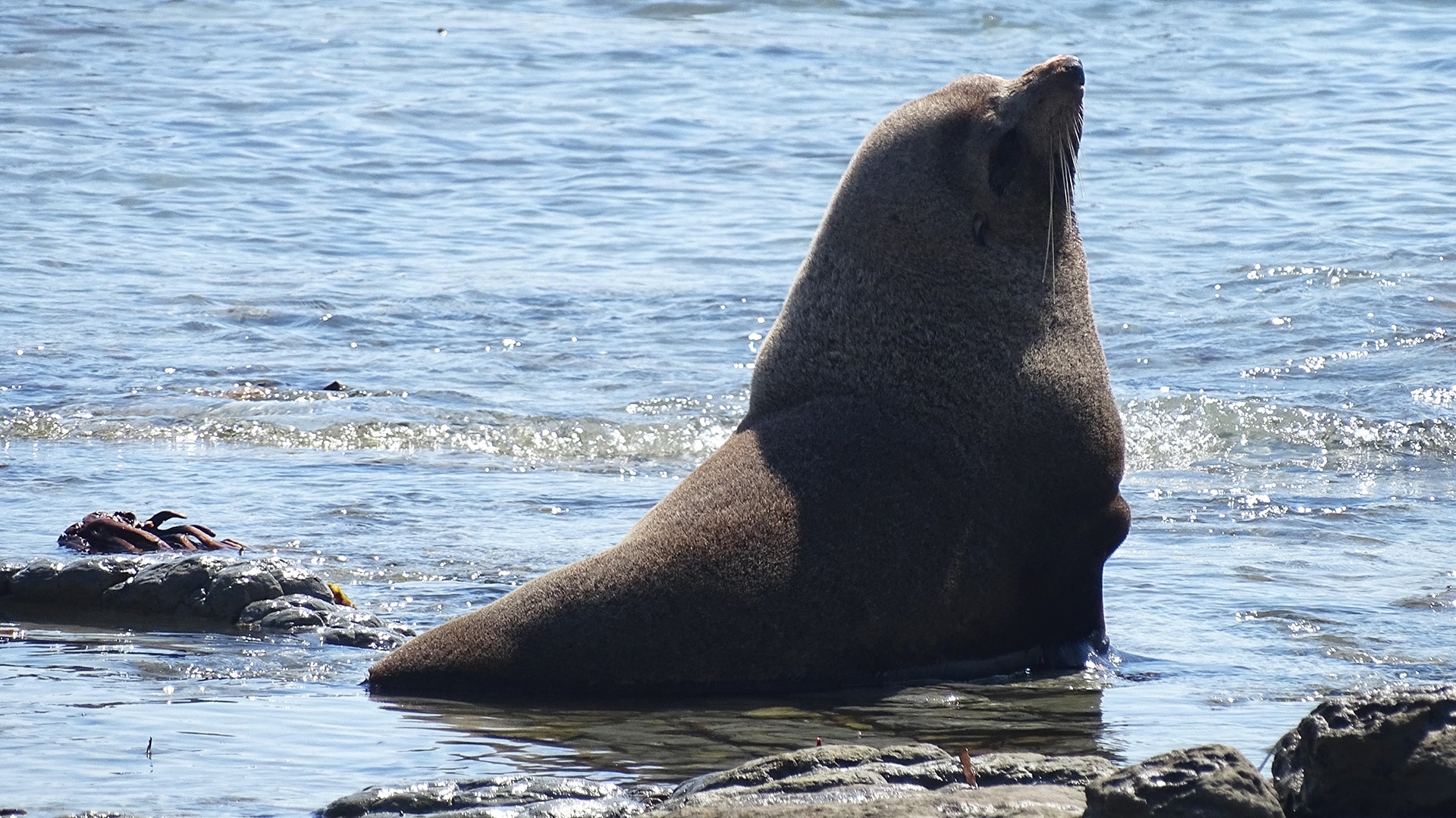 black seal