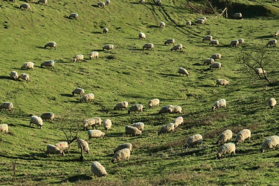 herd of sheep on grass field preview