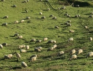 herd of sheep on grass field thumbnail