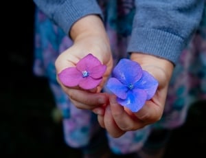 blue and pink petaled flowers thumbnail