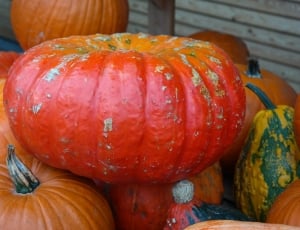 Pumpkins, Red Zentner, pumpkin, food and drink thumbnail
