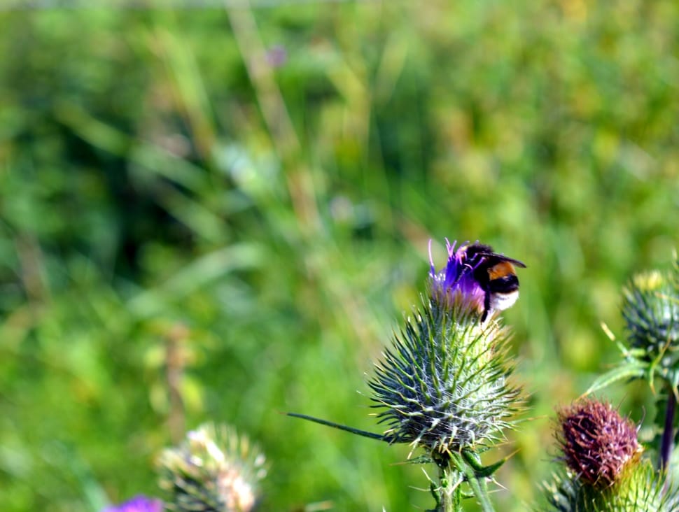 Hummel, Thistle, Prickly, Bloom, Blossom, flower, nature preview