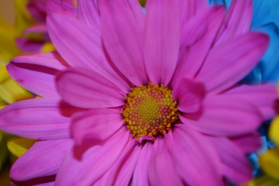 pink daisy preview