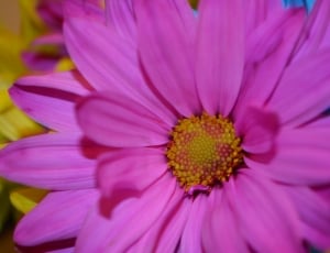 pink daisy thumbnail