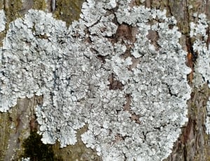 grey mushroom thumbnail