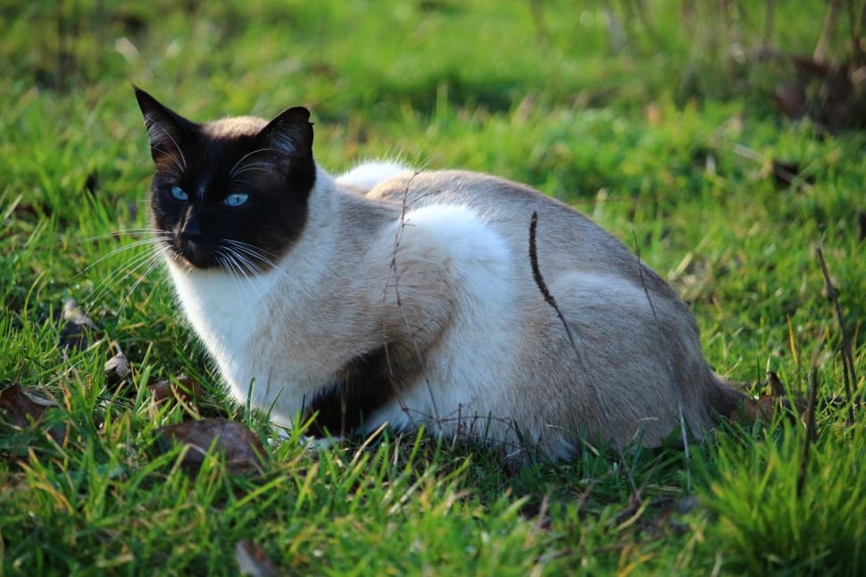 Siamese Cat, Cat, Kitten, Siam, grass, domestic cat preview