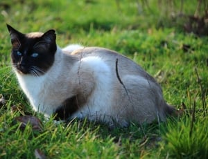 Siamese Cat, Cat, Kitten, Siam, grass, domestic cat thumbnail