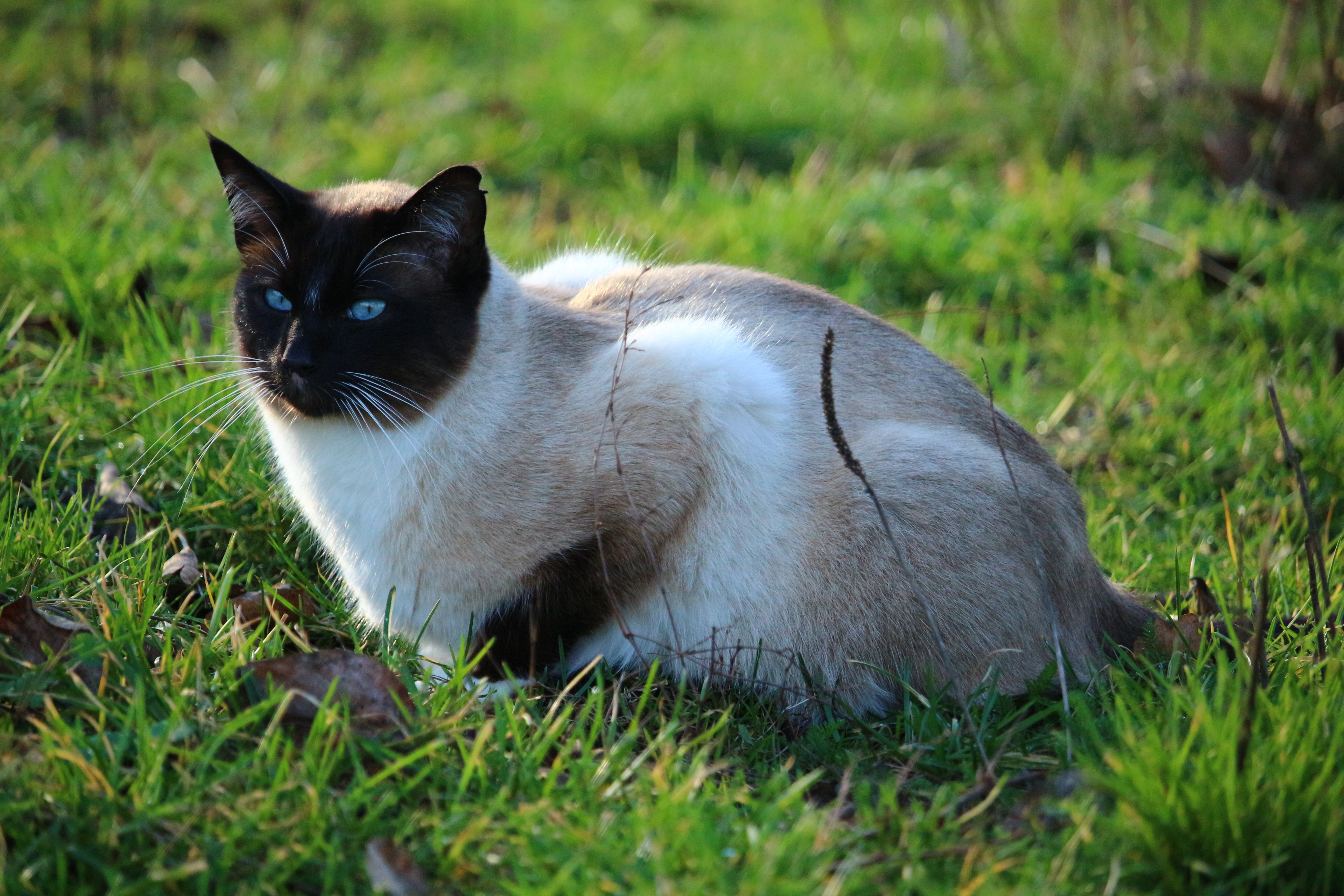 Siamese Cat, Cat, Kitten, Siam, grass, domestic cat