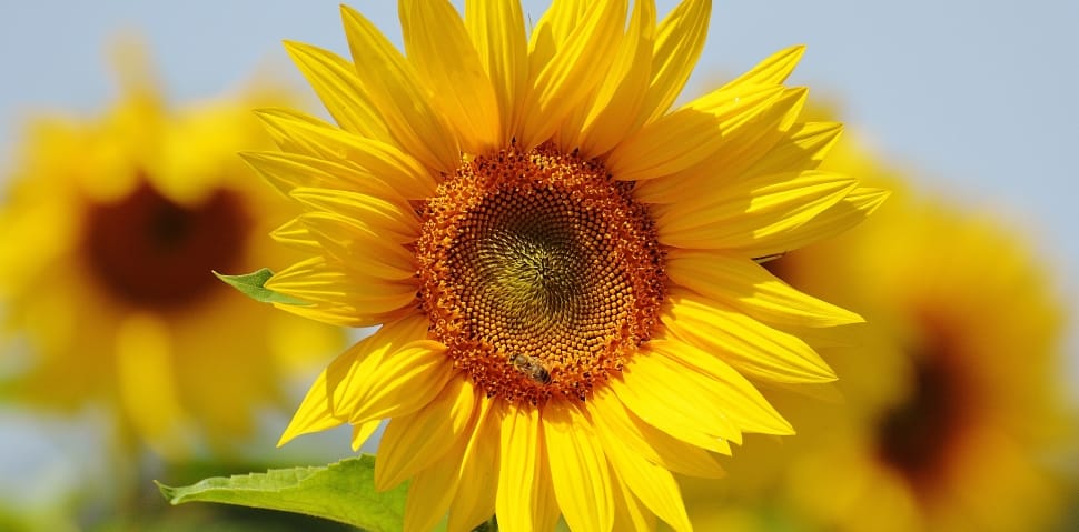 sunflower plant preview