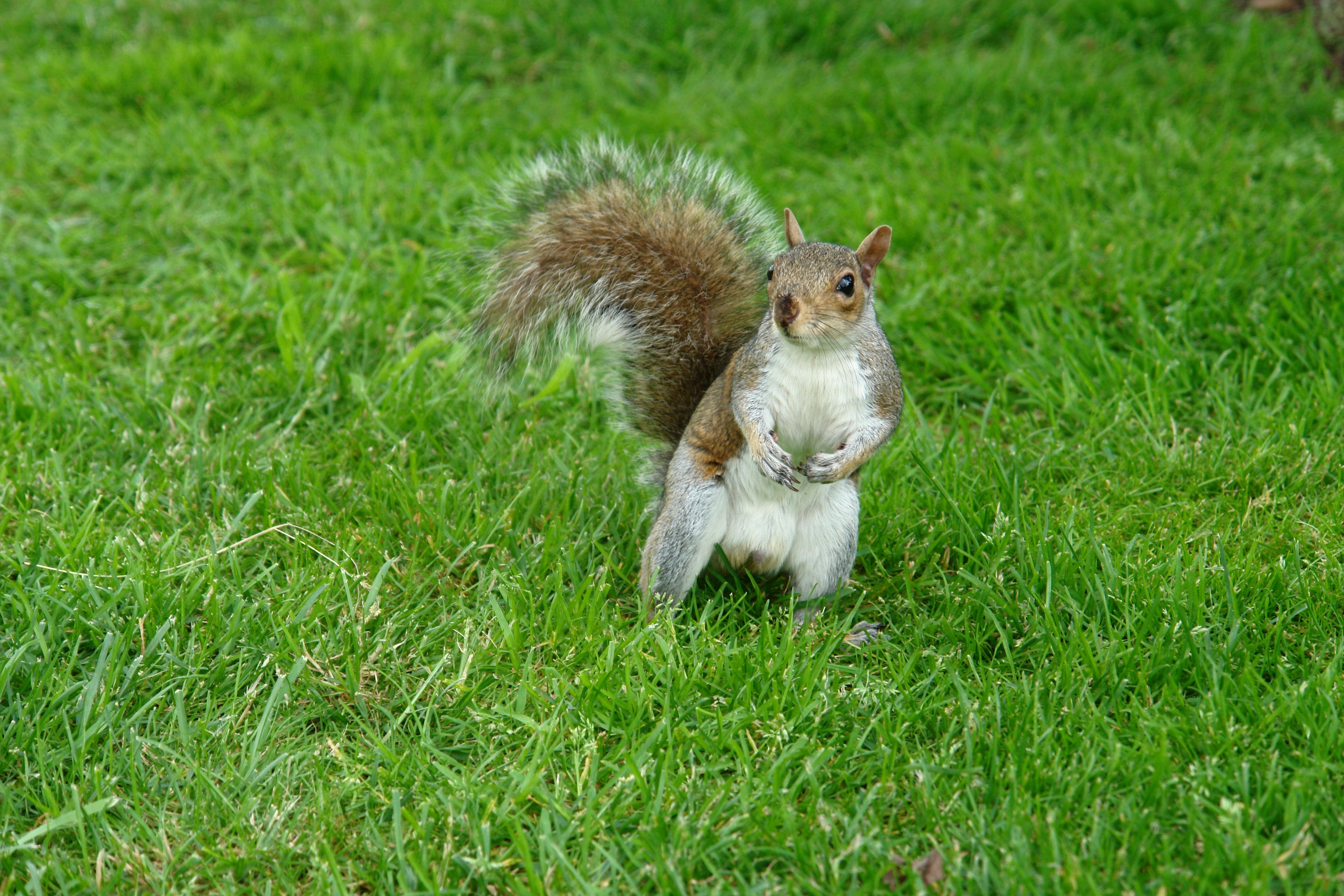 brown and white squirrel in green grass