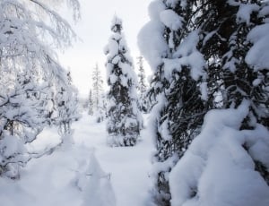 Baxter Bog, Snow, Lunar Cir, Anchorage thumbnail