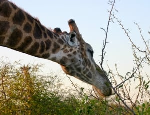giraffe animal biting on tree branch during daytime thumbnail