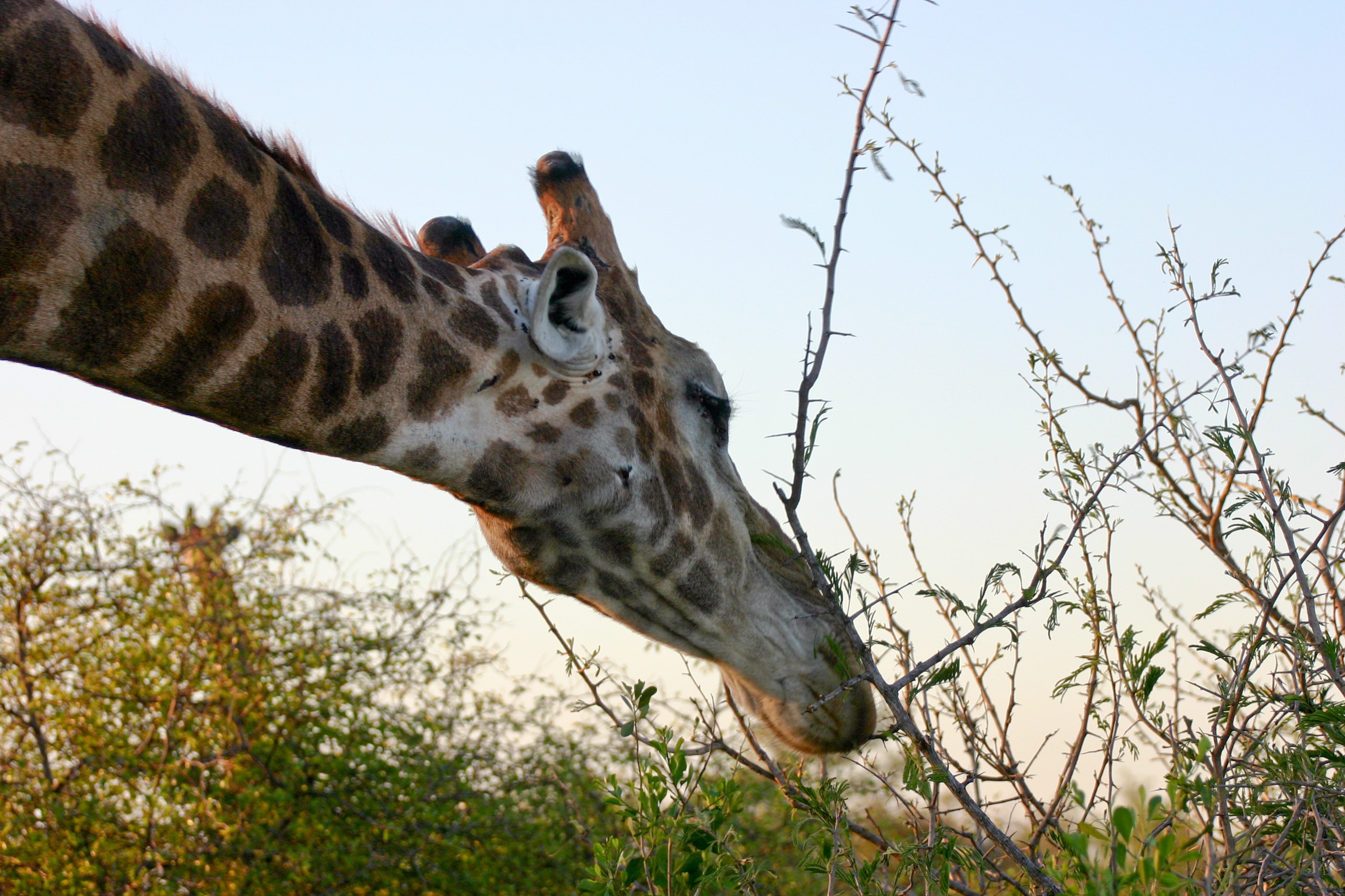 giraffe animal biting on tree branch during daytime