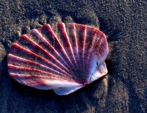 Scallop shell on the sands thumbnail