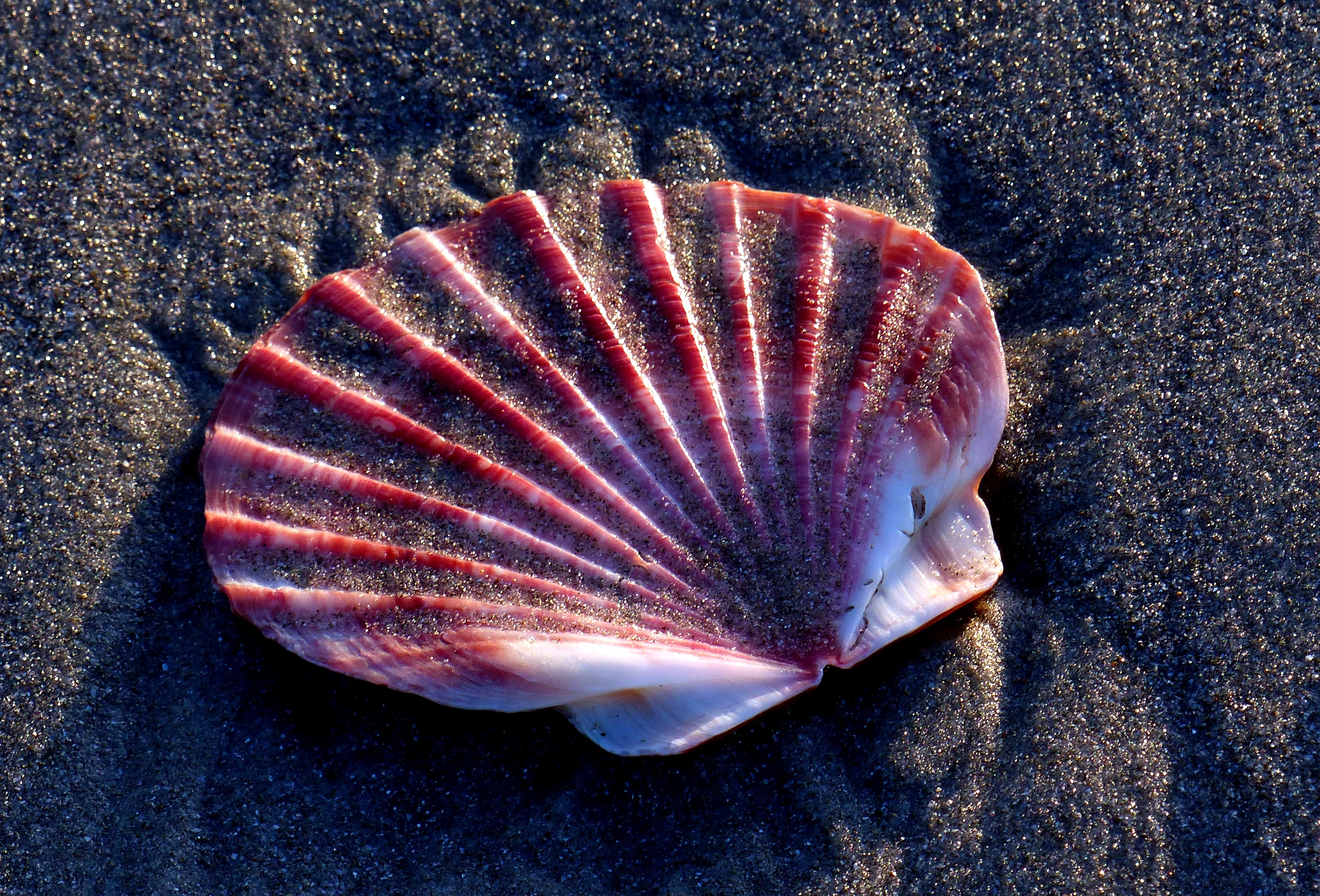 Scallop shell on the sands