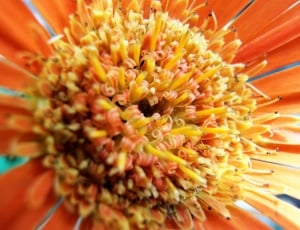closeup photo of orange gerbera daisy thumbnail