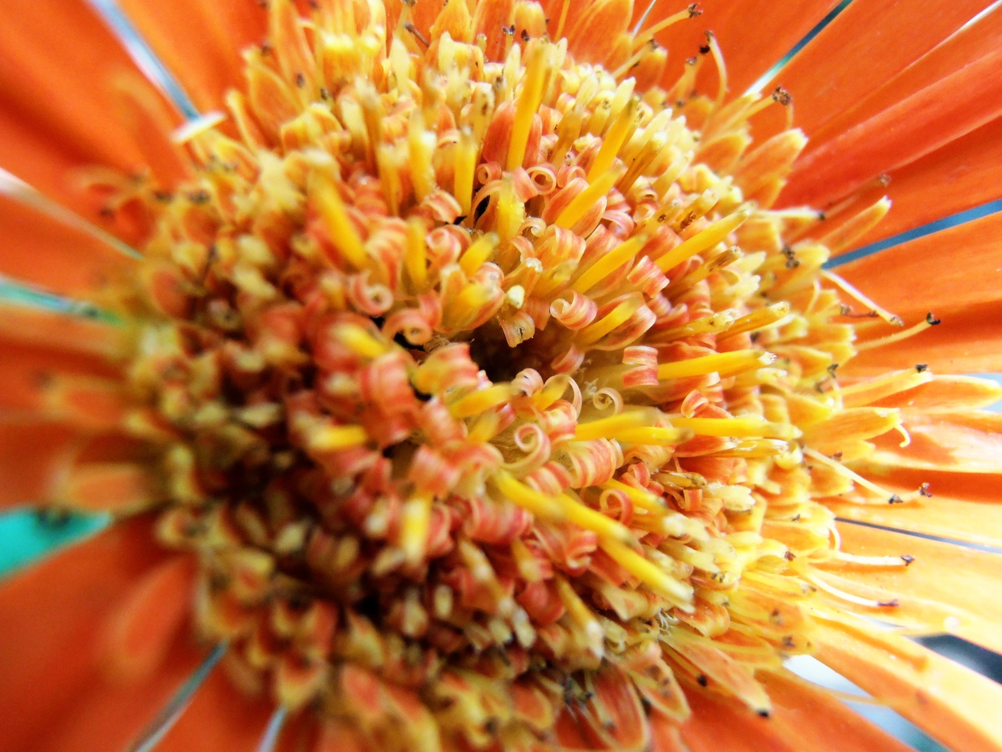 closeup photo of orange gerbera daisy