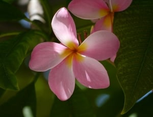 Florida, Nature, Flower, flower, petal thumbnail