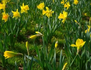 Narcissus Pseudonarcissus, Daffodil, flower, growth thumbnail