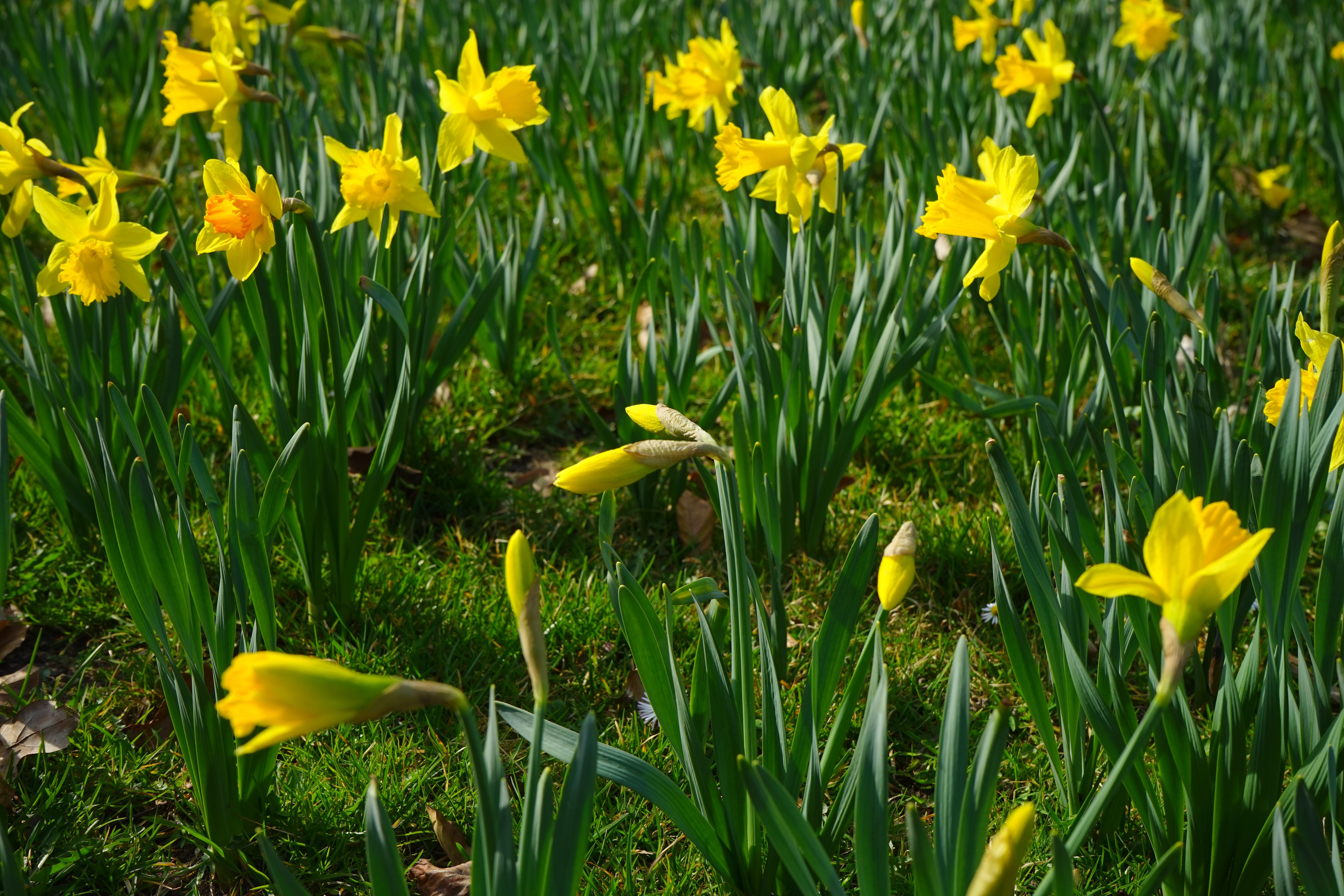 Narcissus Pseudonarcissus, Daffodil, flower, growth