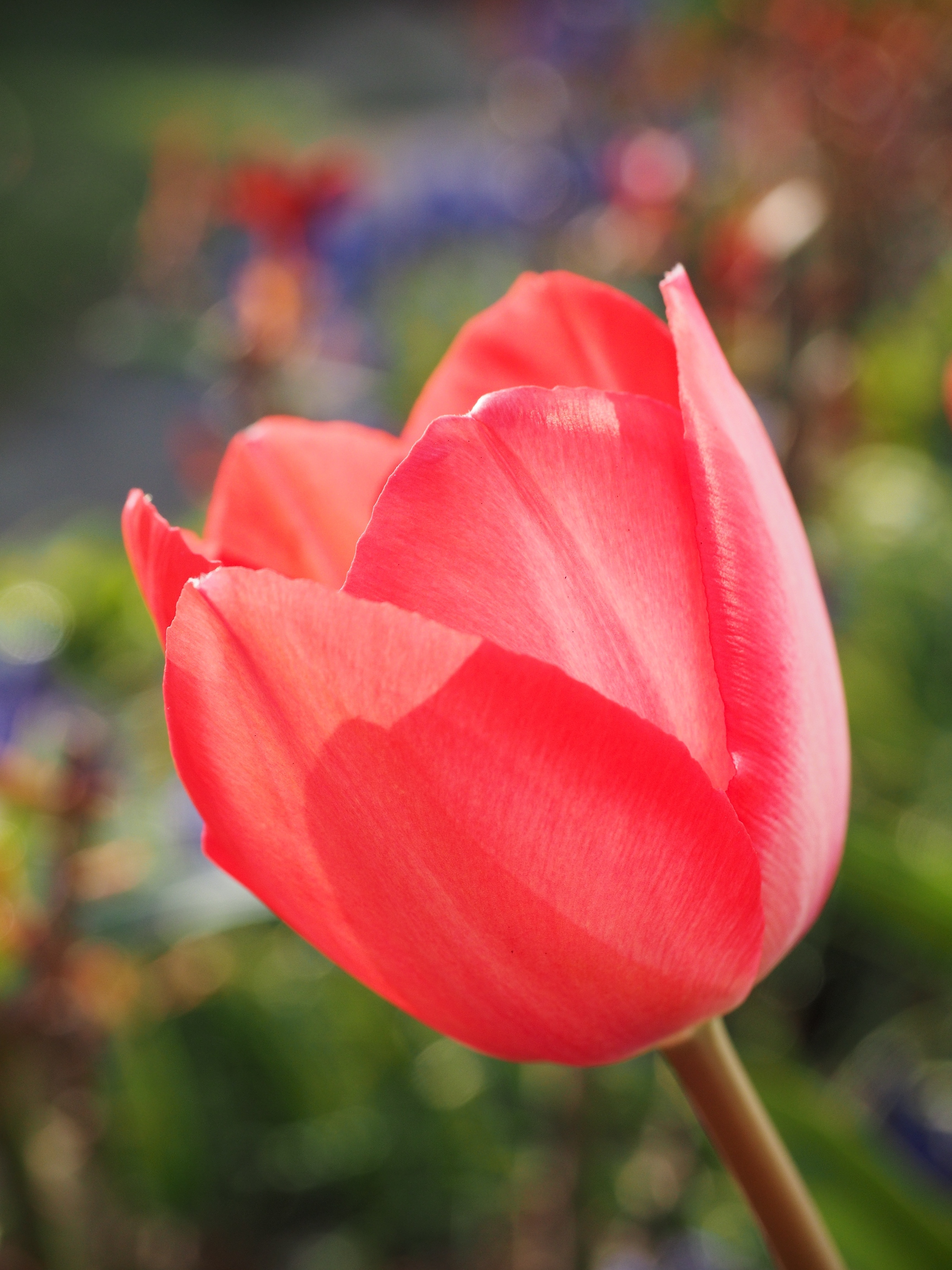 pink tulip