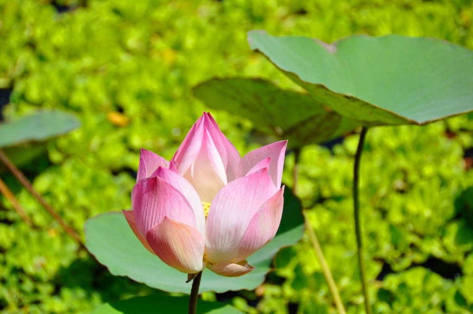 pink lotus flower in close up photography preview