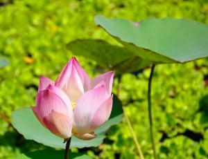 pink lotus flower in close up photography thumbnail
