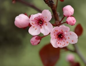 closeup  photo of pink cherry blossom thumbnail