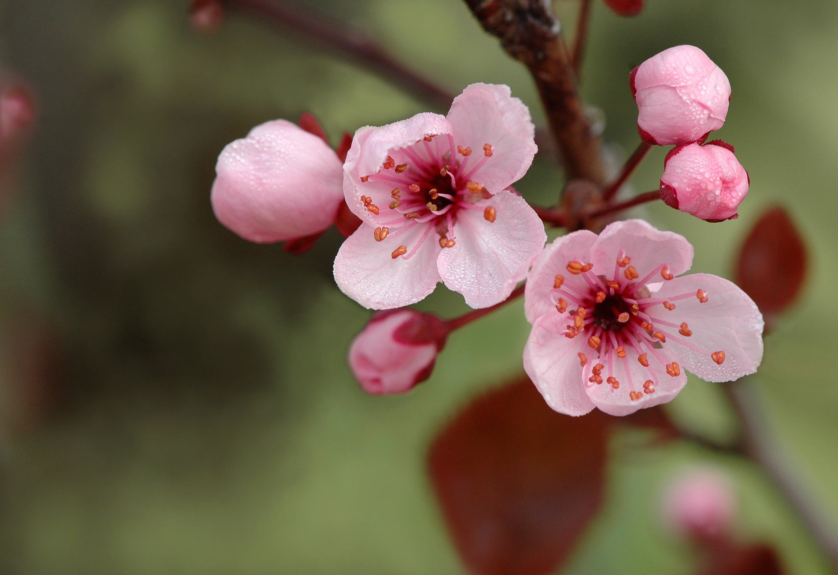 closeup  photo of pink cherry blossom