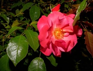 Pink Rose, Blossom, Bloom, Rose, flower, growth thumbnail