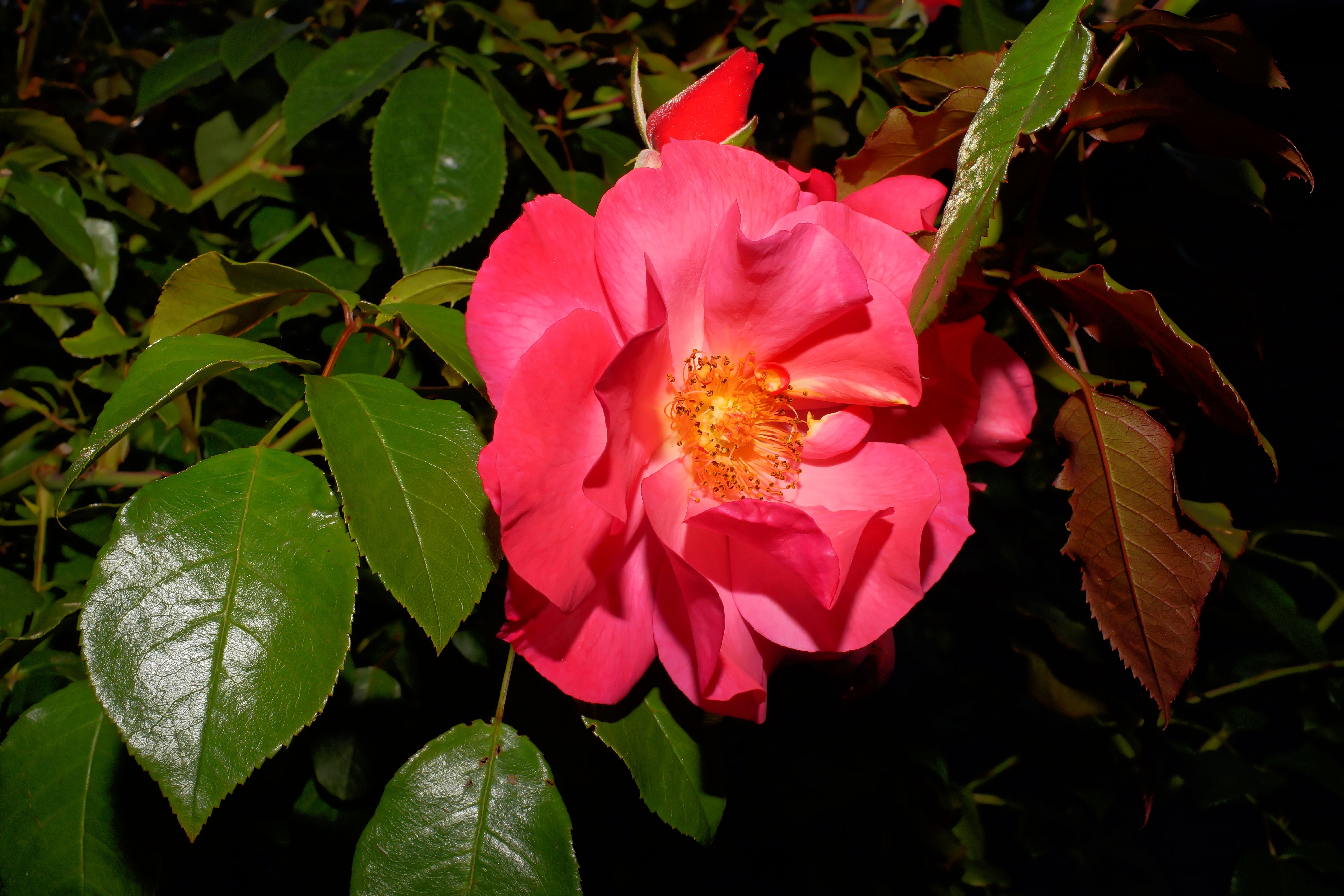 Pink Rose, Blossom, Bloom, Rose, flower, growth