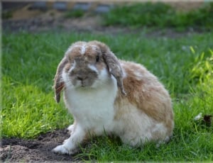 brown and white rabbit on grass thumbnail
