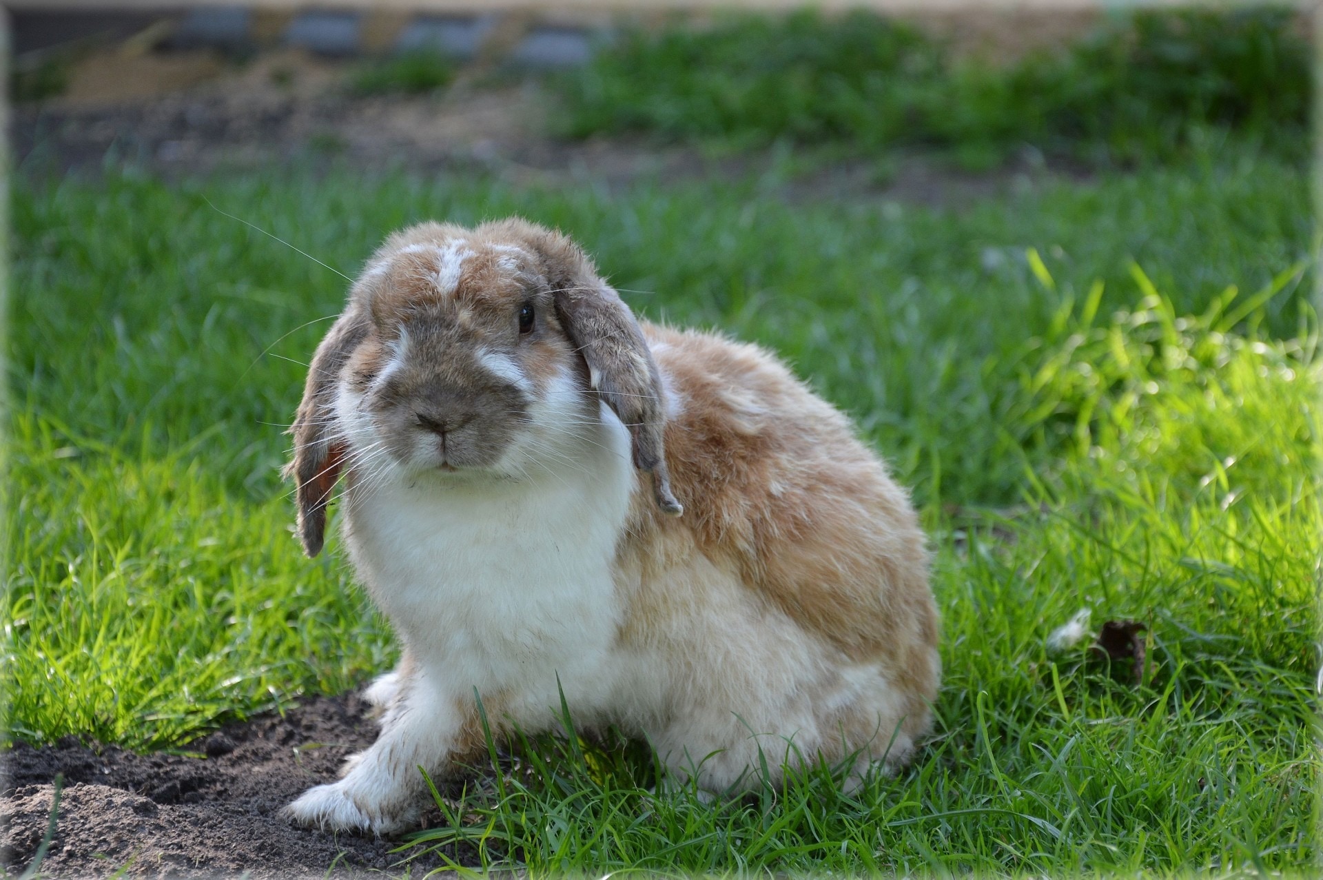 brown and white rabbit on grass