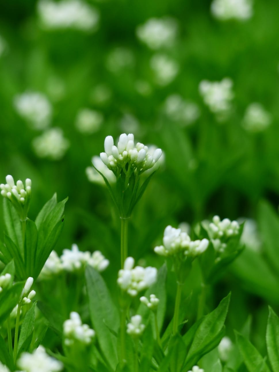 Blossom, Leaf, Woodruff, White, Bloom, growth, plant preview