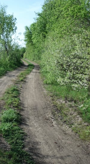 Road, Country, Rural, Backroad, Dirt, the way forward, dirt road thumbnail
