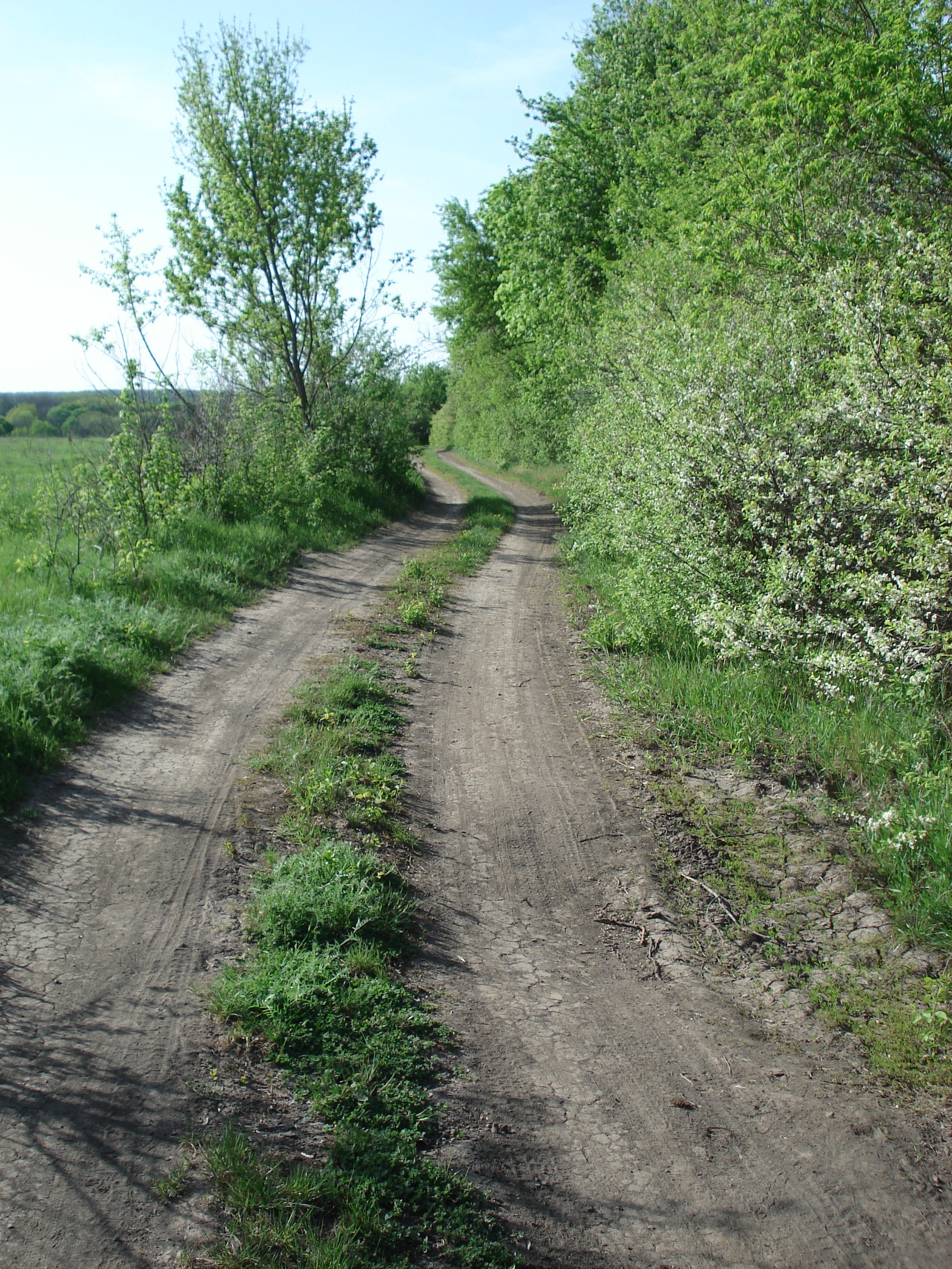 Road, Country, Rural, Backroad, Dirt, the way forward, dirt road