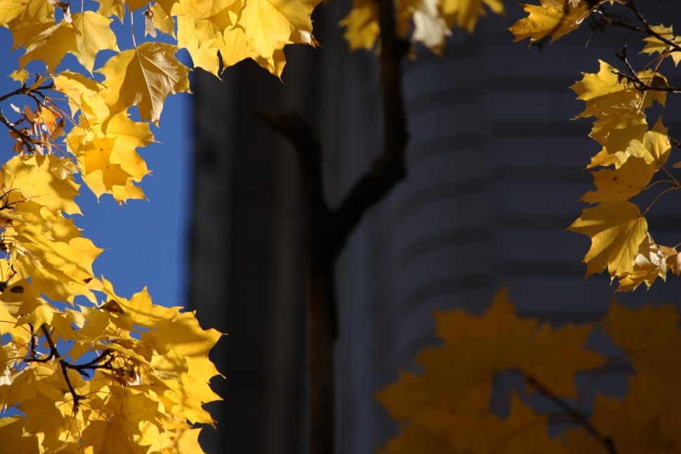 yellow maple leaves in branches preview