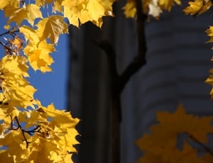 yellow maple leaves in branches thumbnail