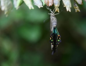 gray black and green butterfly thumbnail