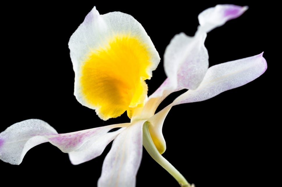 Wild Orchid, Blossom, Flower, Orchid, flower, yellow preview